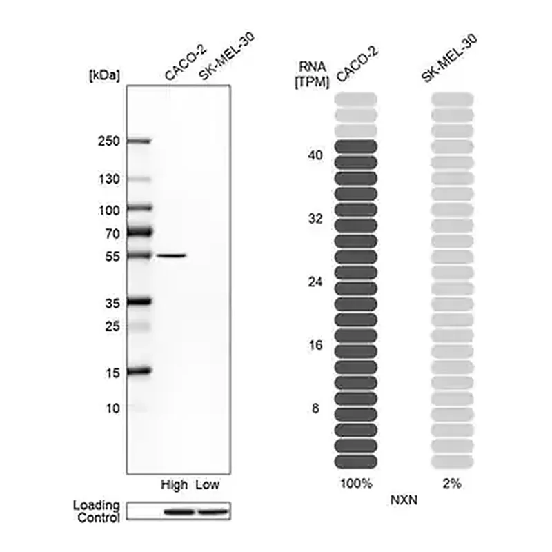 Merck Anti-NXN antibody produced in rabbit