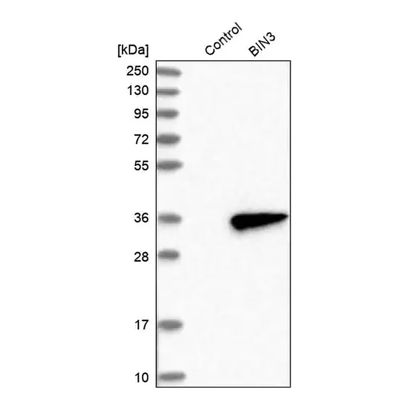 Merck Anti-BIN3 antibody produced in rabbit