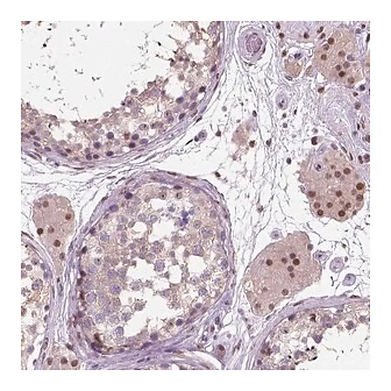 Merck Anti-C1orf112 antibody produced in rabbit