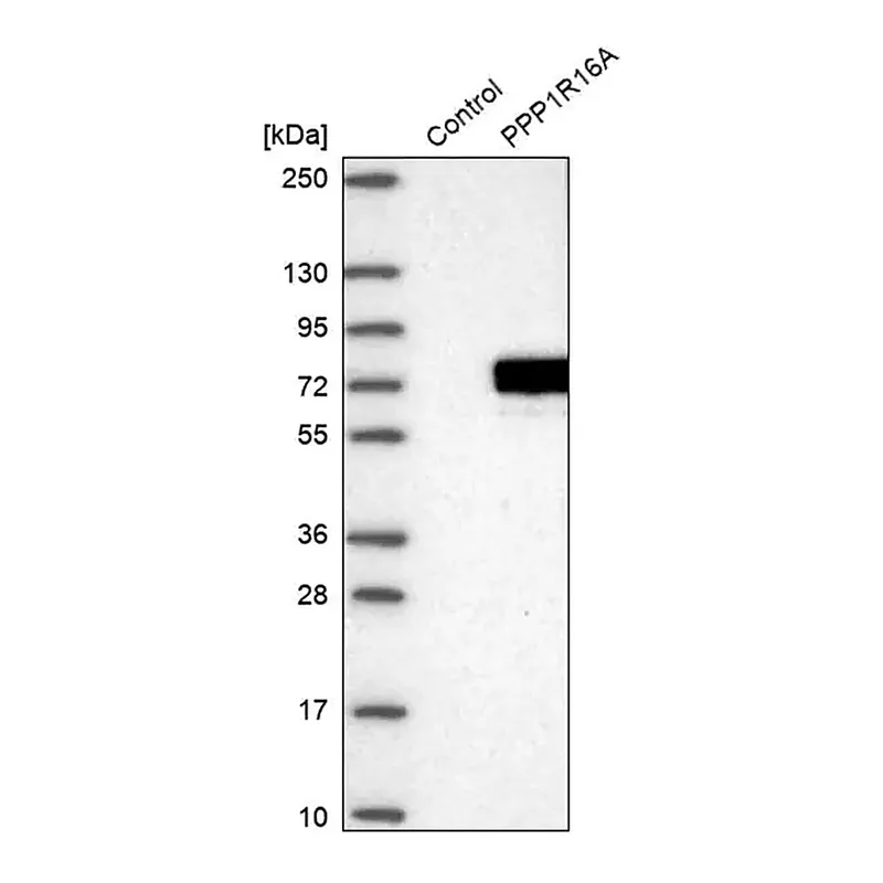 Merck Anti-PPP1R16A antibody produced in rabbit