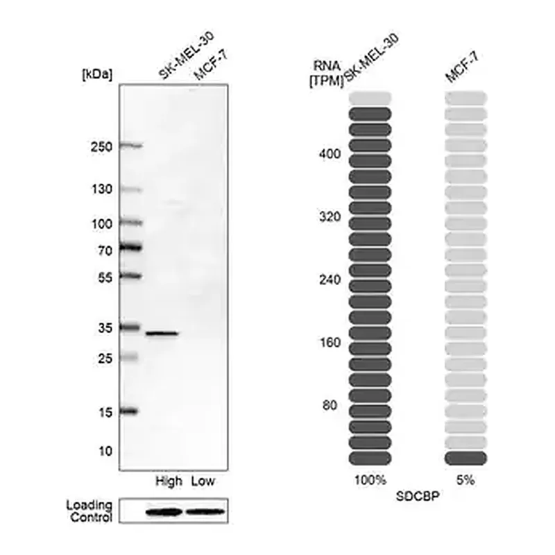Merck Anti-SDCBP antibody produced in rabbit