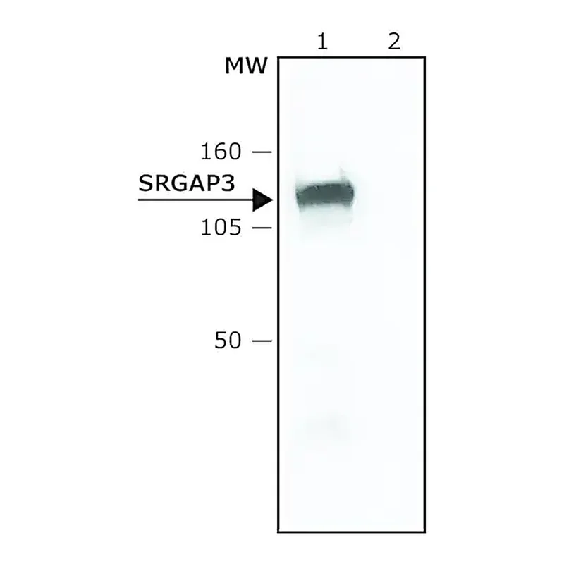 Merck Anti-SRGAP3 antibody produced in rabbit