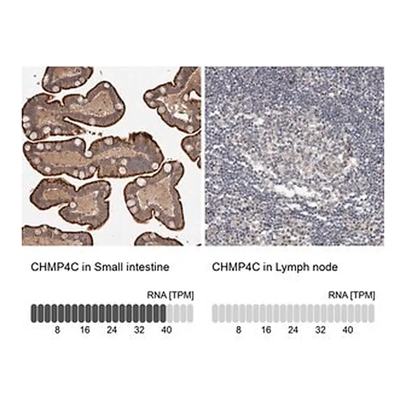 Merck Anti-CHMP4C antibody produced in rabbit