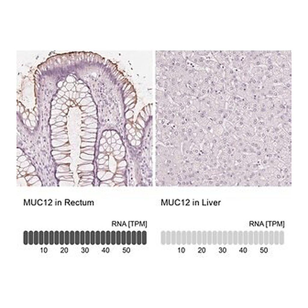 Merck Anti-MUC12 antibody produced in rabbit