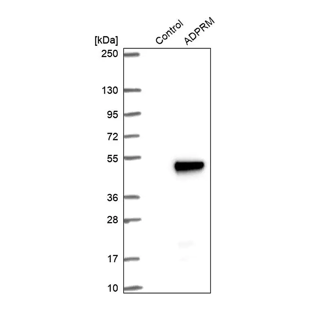 Merck Anti-ADPRM antibody produced in rabbit