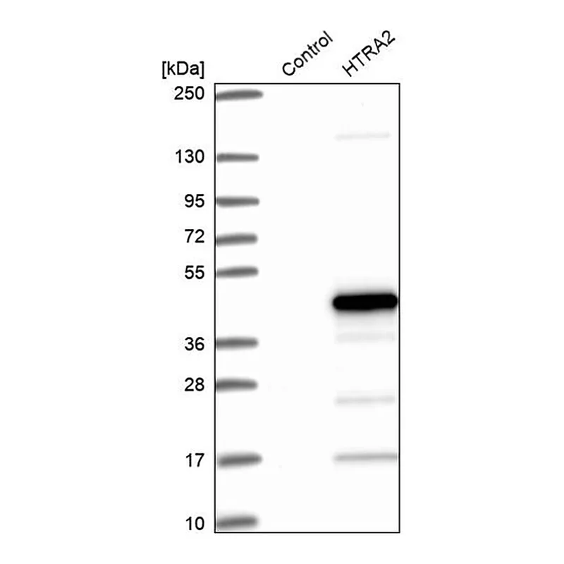 Merck Anti-HTRA2 antibody produced in rabbit