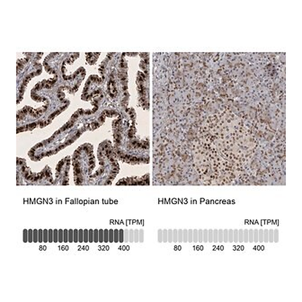 Merck Anti-HMGN3 antibody produced in rabbit