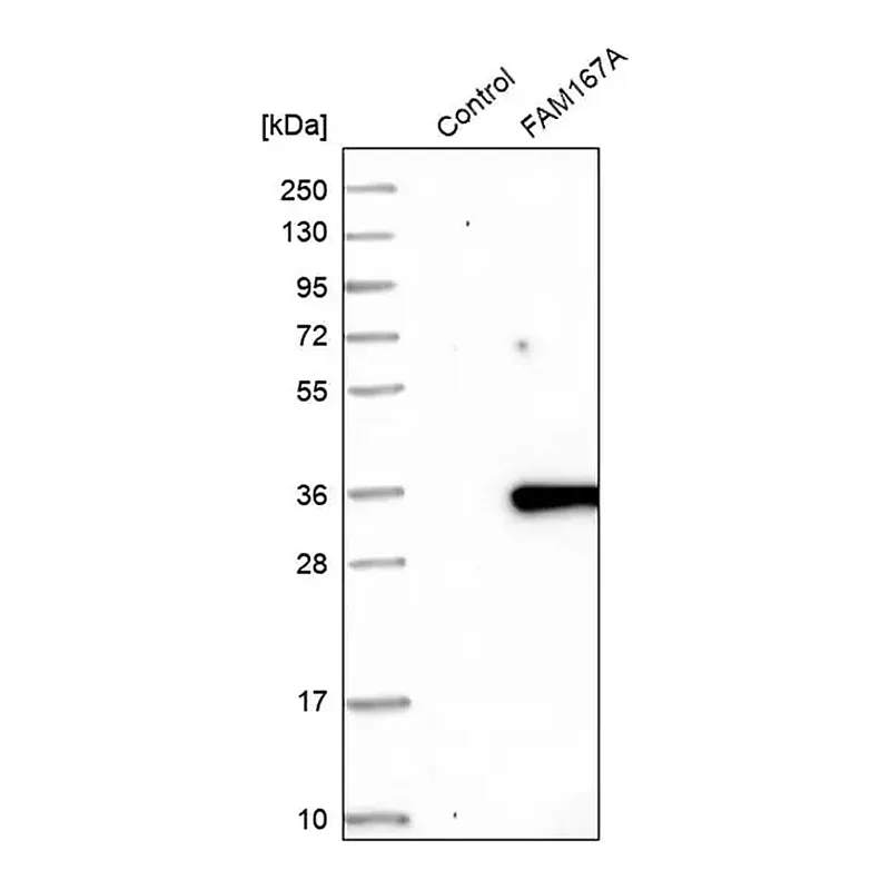Merck Anti-FAM167A antibody produced in rabbit