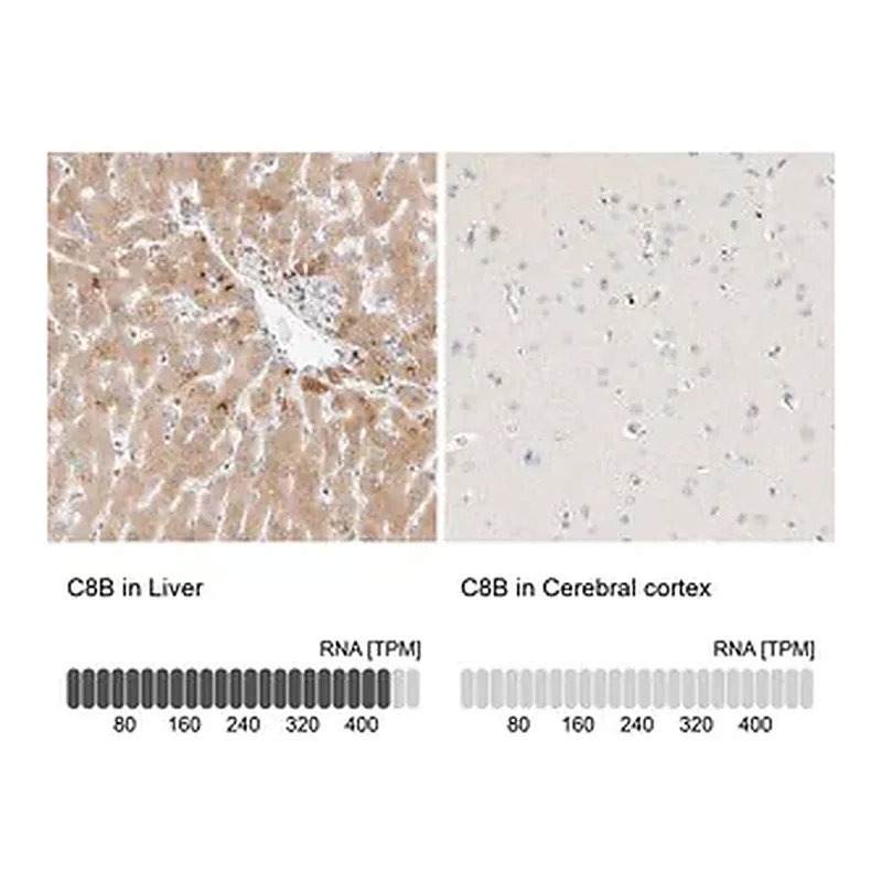 Merck Anti-C8B antibody produced in rabbit