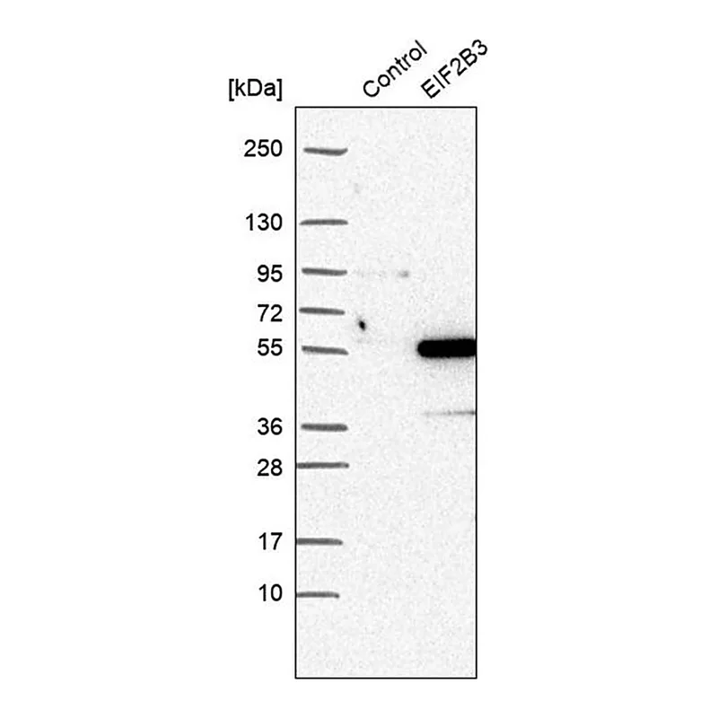 Merck Anti-EIF2B3 antibody produced in rabbit