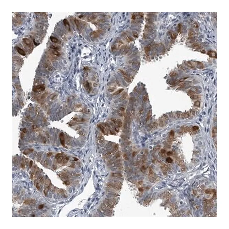 Merck Anti-LRRC6 antibody produced in rabbit