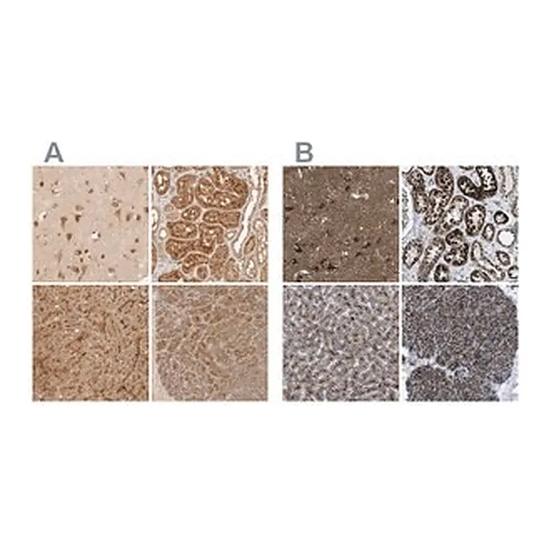 Merck Anti-TMEM192 antibody produced in rabbit