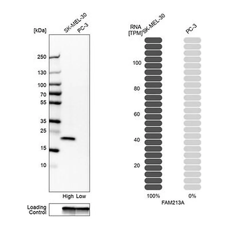 Merck Anti-FAM213A antibody produced in rabbit