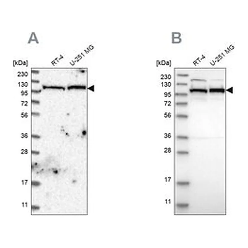 Merck Anti-IARS2 antibody produced in rabbit