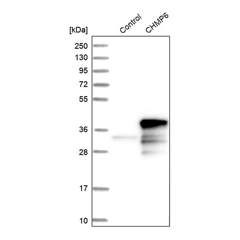 Merck Anti-CHMP6 antibody produced in rabbit