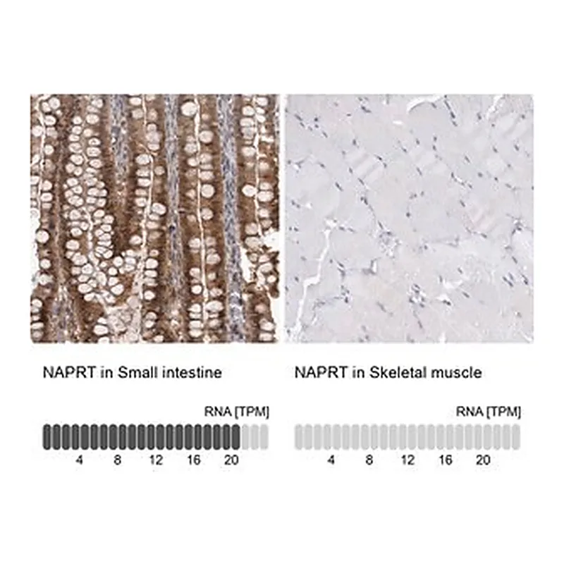 Merck Anti-NAPRT antibody produced in rabbit