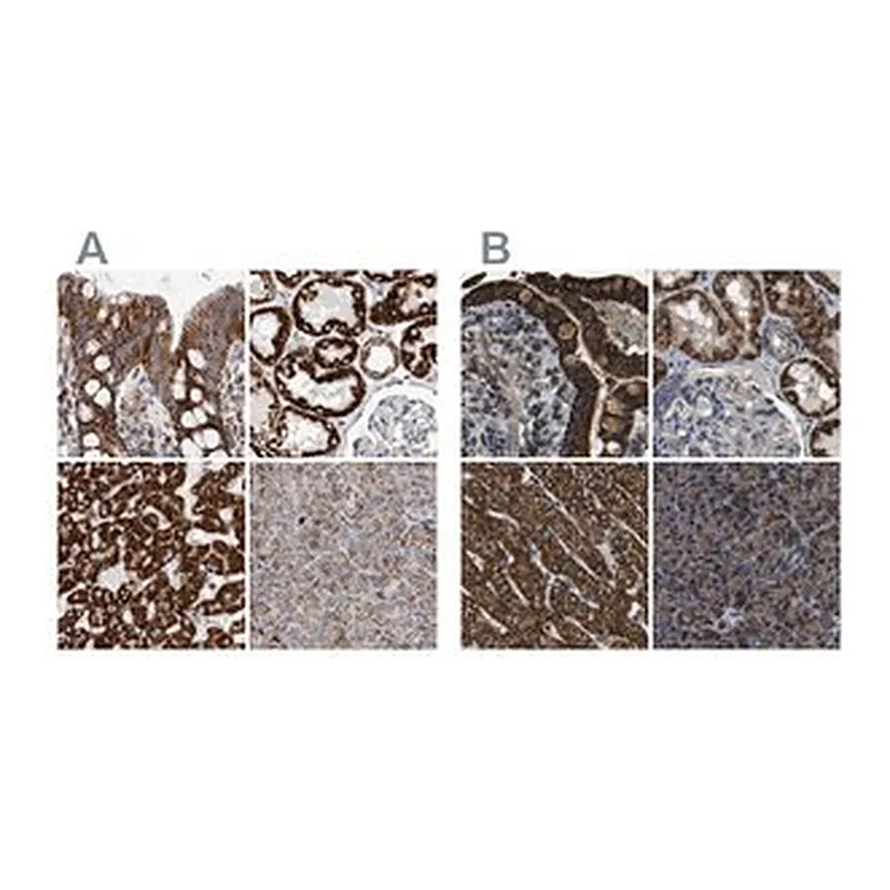 Merck Anti-ETFA antibody produced in rabbit