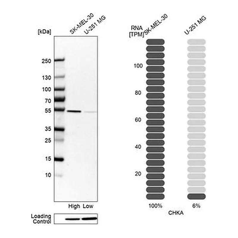 Merck Anti-CHKA antibody produced in rabbit