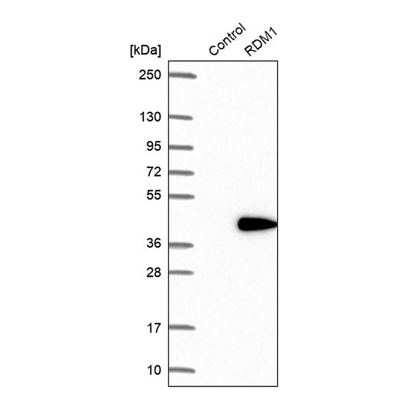 Merck Anti-RDM1 antibody produced in rabbit