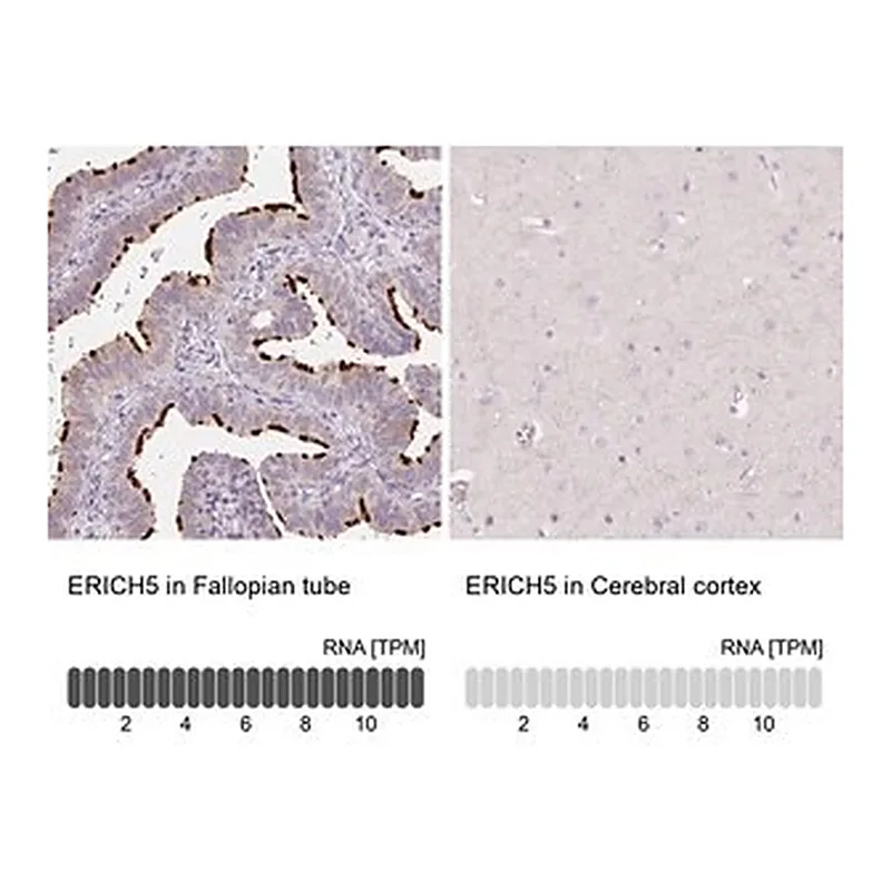Merck Anti-ERICH5 antibody produced in rabbit
