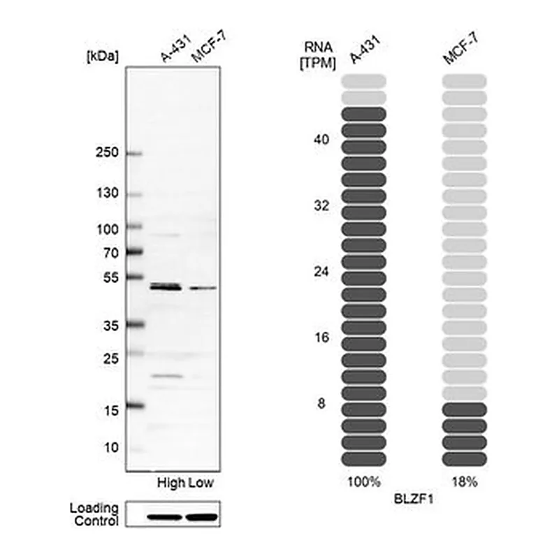 Merck Anti-BLZF1 antibody produced in rabbit
