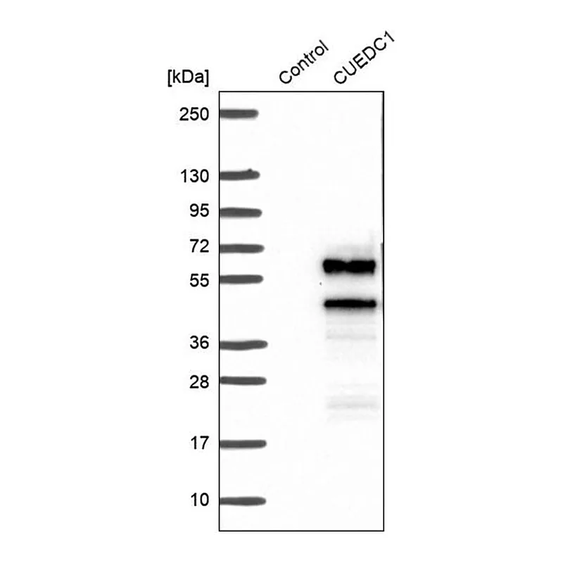 Merck Anti-CUEDC1 antibody produced in rabbit