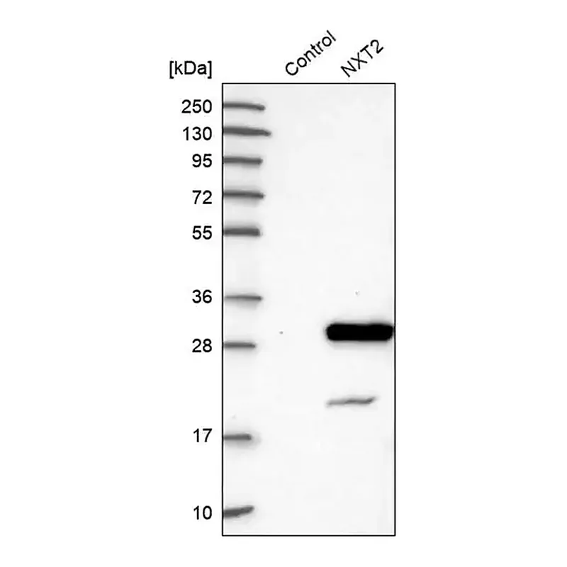 Merck Anti-NXT2 antibody produced in rabbit