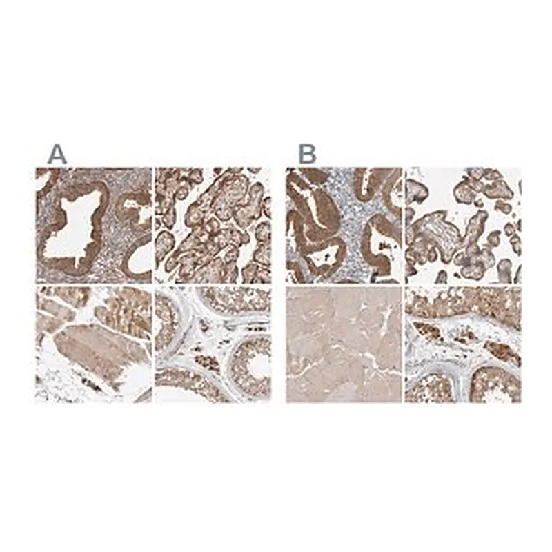 Merck Anti-KYAT3 antibody produced in rabbit
