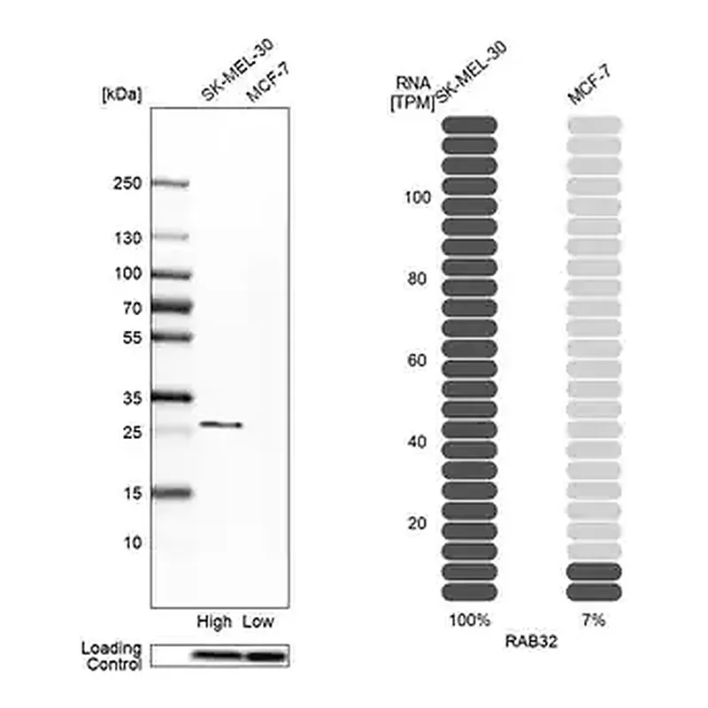 Merck Anti-RAB32 antibody produced in rabbit