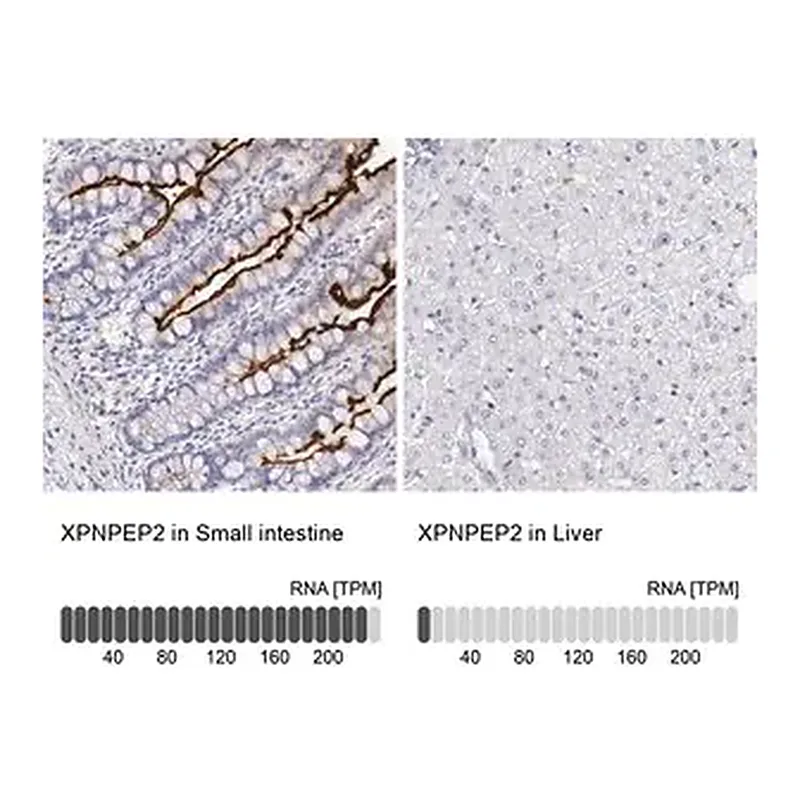 Merck Anti-XPNPEP2 antibody produced in rabbit