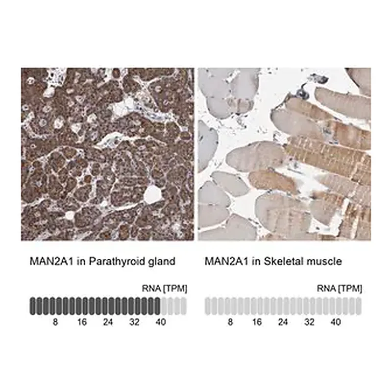 Merck Anti-MAN2A1 antibody produced in rabbit
