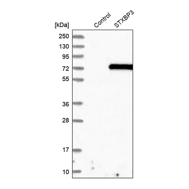 Merck Anti-STXBP3 antibody produced in rabbit