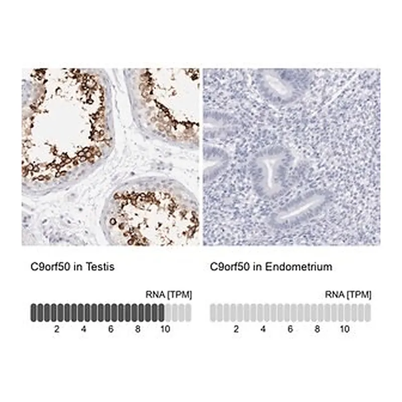 Merck Anti-C9orf50 antibody produced in rabbit