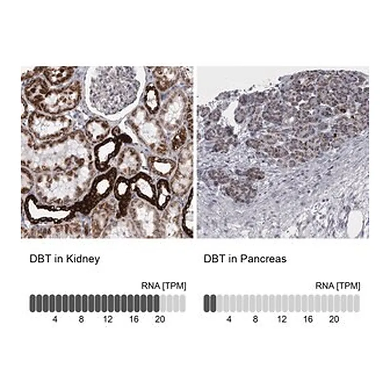 Merck Anti-DBT antibody produced in rabbit