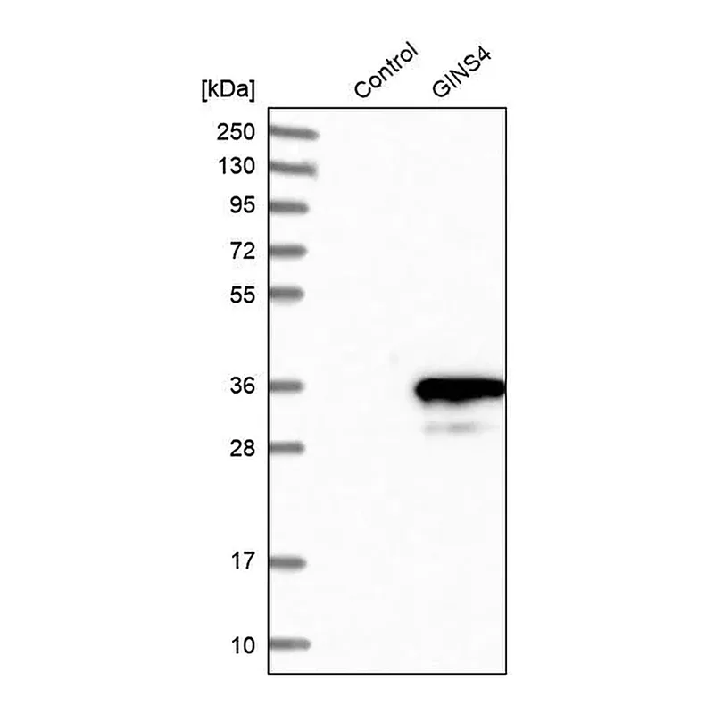 Merck Anti-GINS4 antibody produced in rabbit
