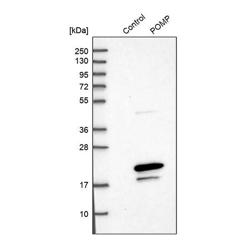 Merck Anti-POMP antibody produced in rabbit