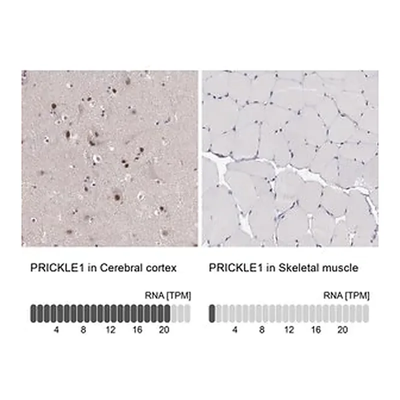 Merck Anti-PRICKLE1 antibody produced in rabbit
