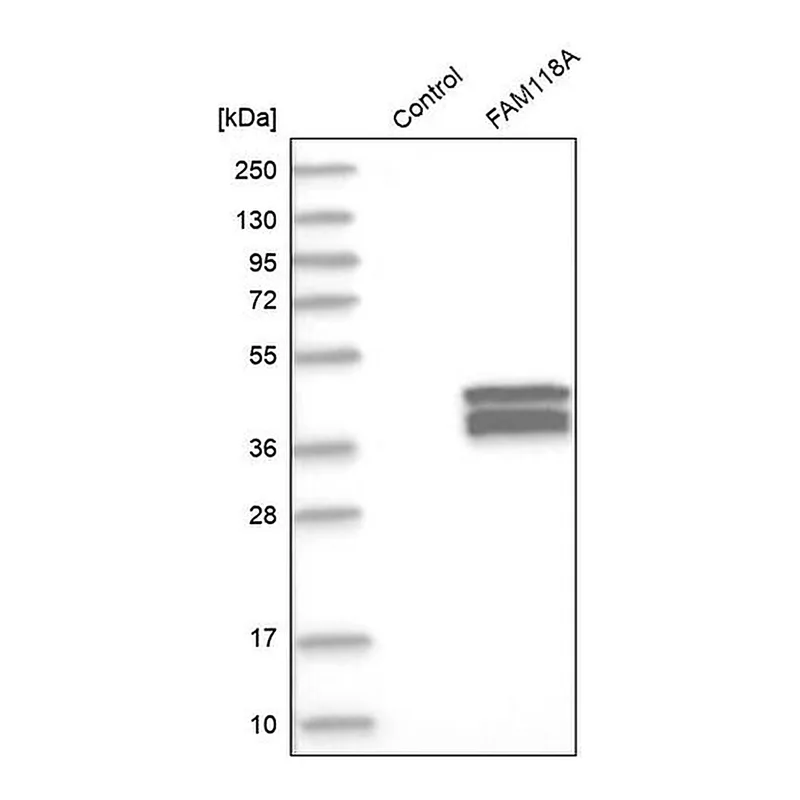 Merck Anti-FAM118A antibody produced in rabbit