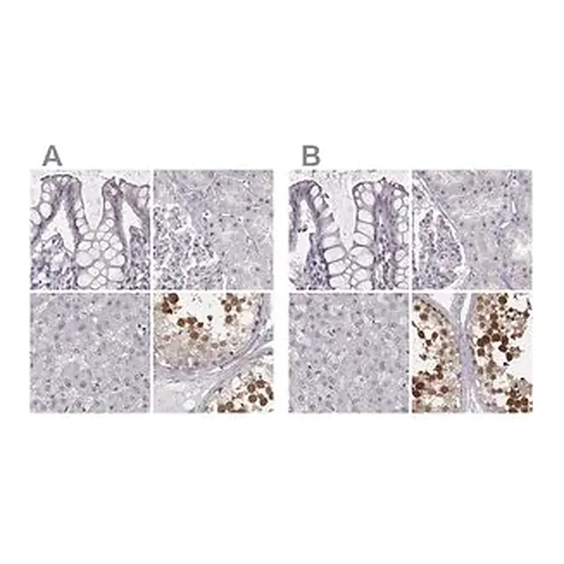 Merck Anti-PBK antibody produced in rabbit