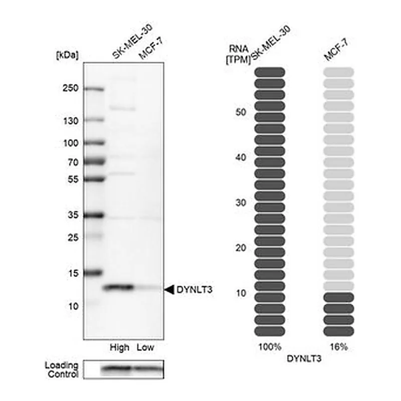 Merck Anti-DYNLT3 antibody produced in rabbit