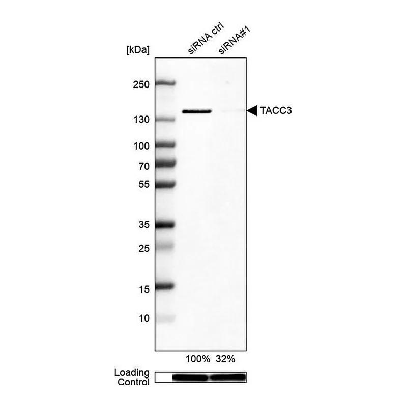 Merck Anti-TACC3 antibody produced in rabbit