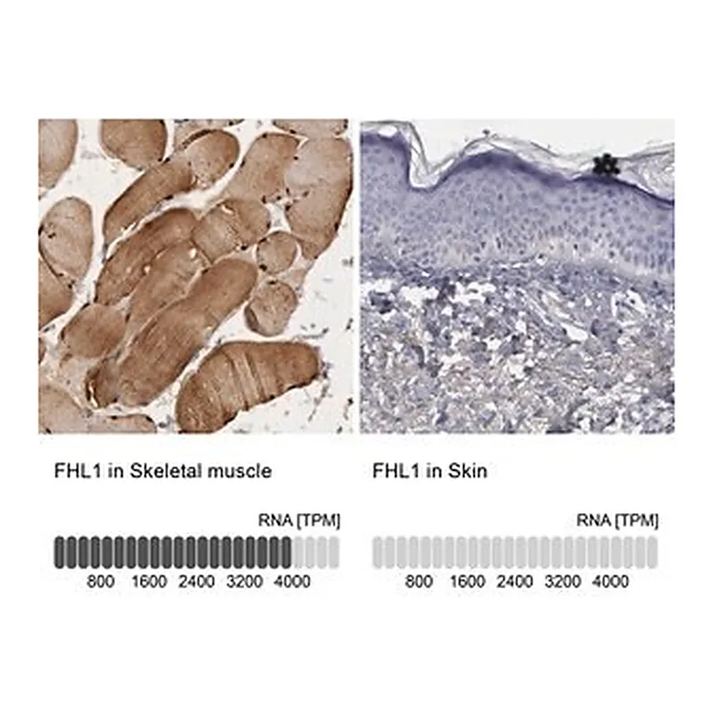 Merck Anti-FHL1 antibody produced in rabbit
