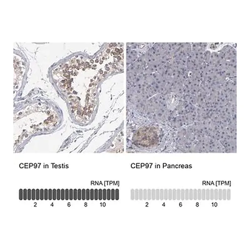 Merck Anti-CEP97 antibody produced in rabbit