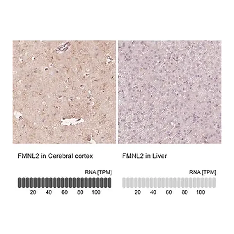 Merck Anti-FMNL2 antibody produced in rabbit