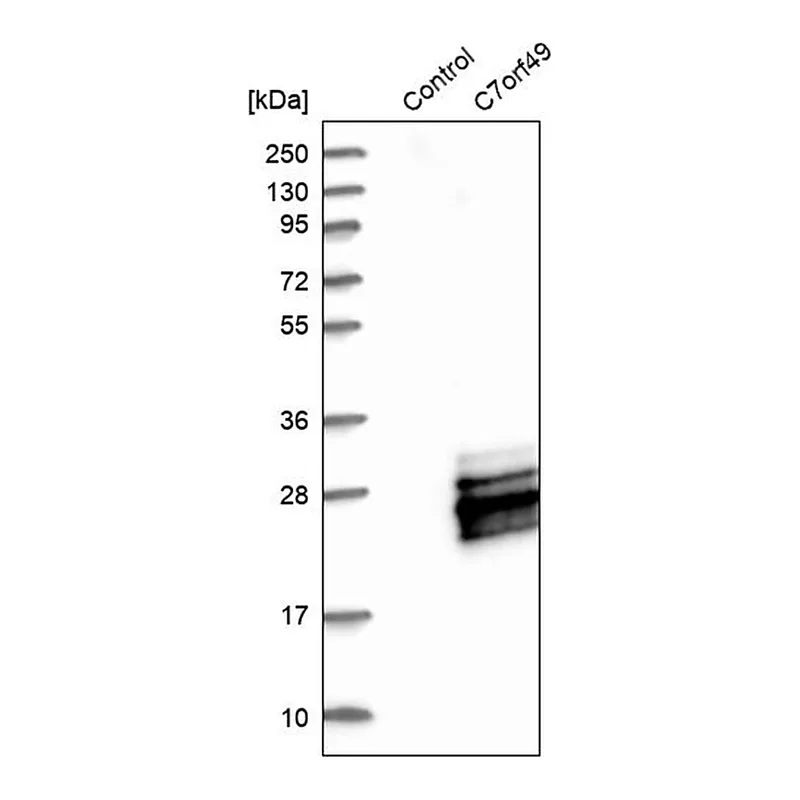 Merck Anti-C7orf49 antibody produced in rabbit