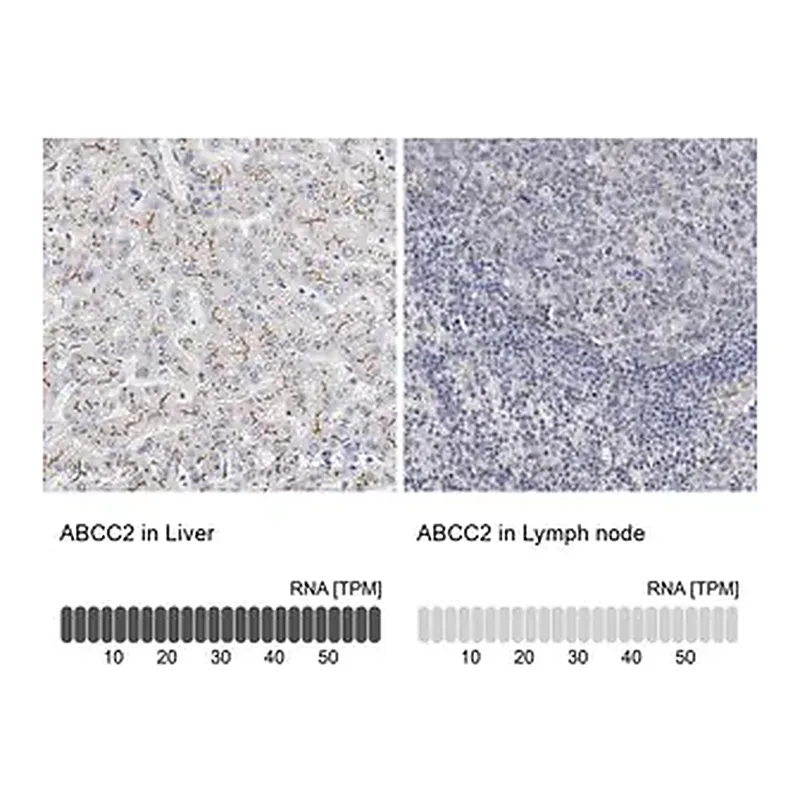Merck Anti-ABCC2 antibody produced in rabbit