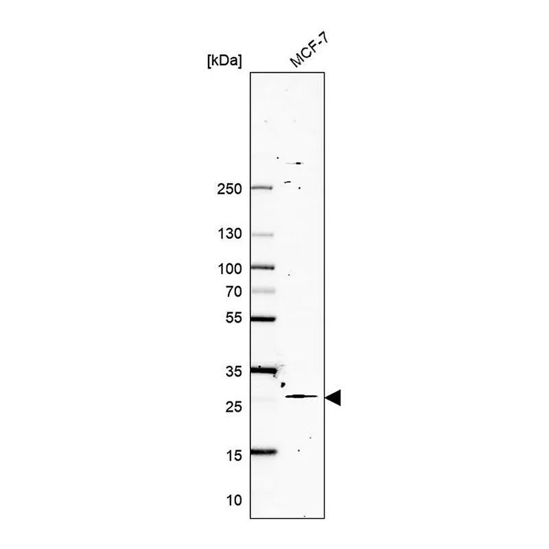 Merck Anti-NTMT1 antibody produced in rabbit