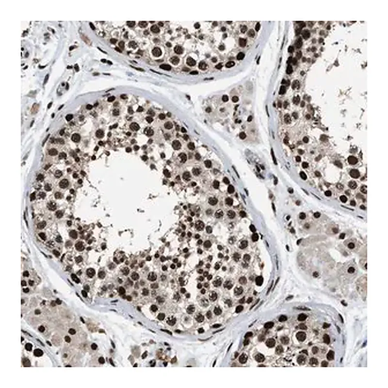 Merck Anti-RAD21 antibody produced in rabbit