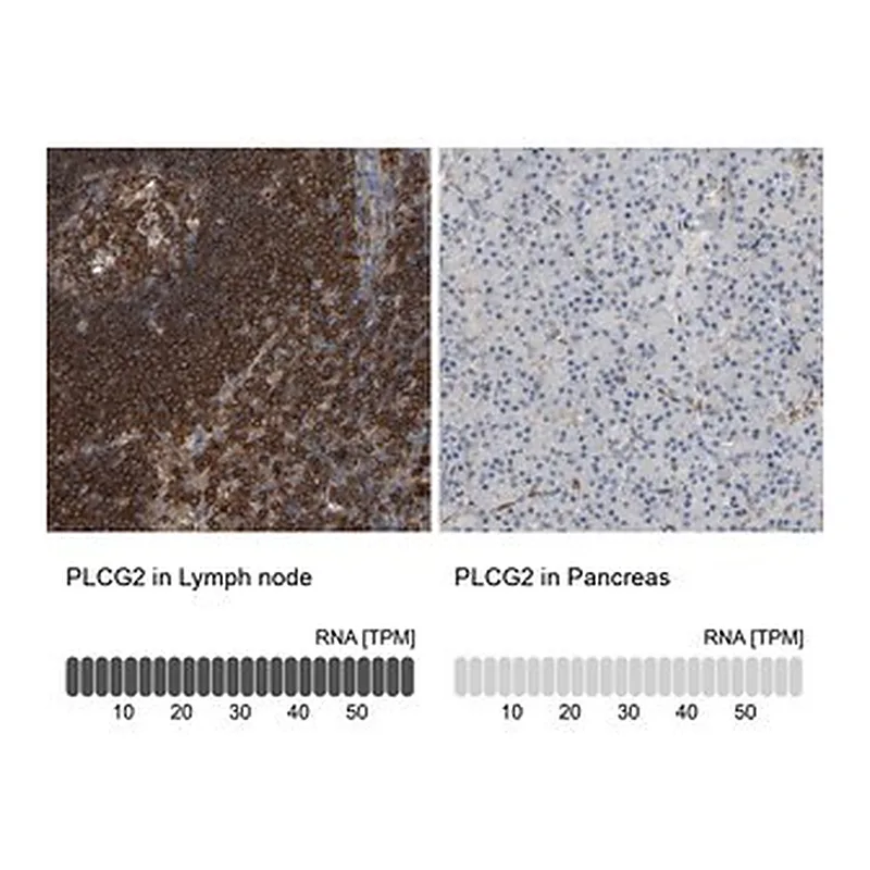Merck Anti-PLCG2 antibody produced in rabbit