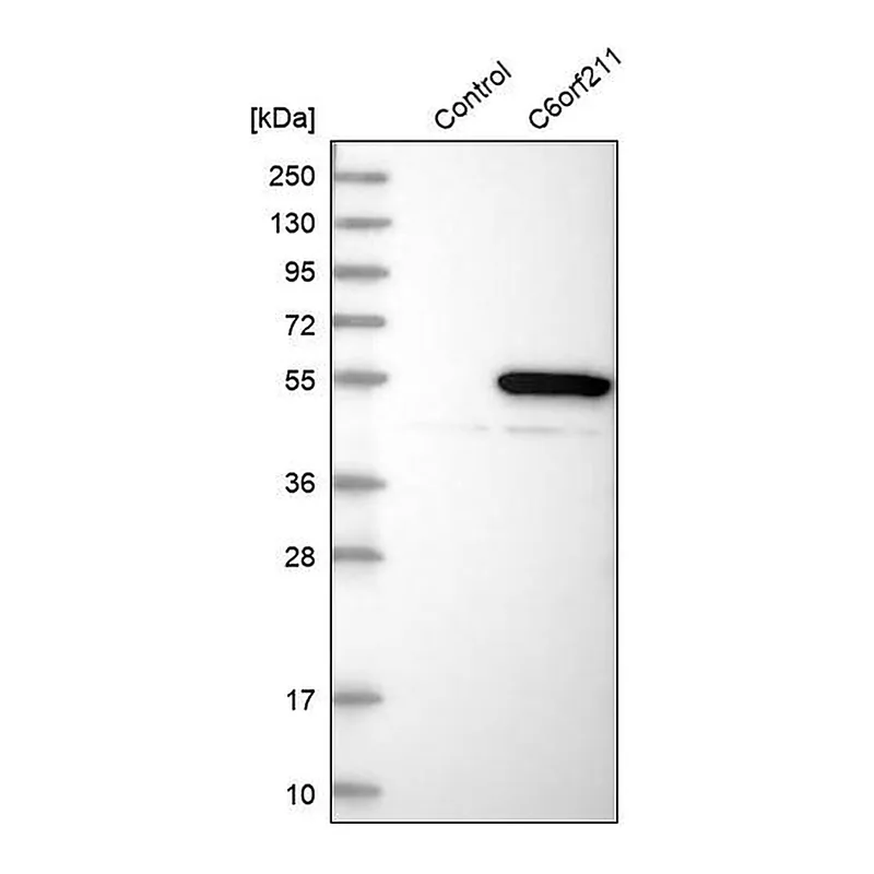 Merck Anti-ARMT1 antibody produced in rabbit